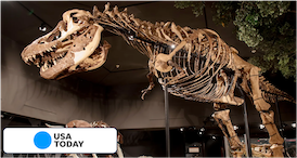 Montana’s Dinosaur Trail Offers Hands-on Fossil Digs and Museums